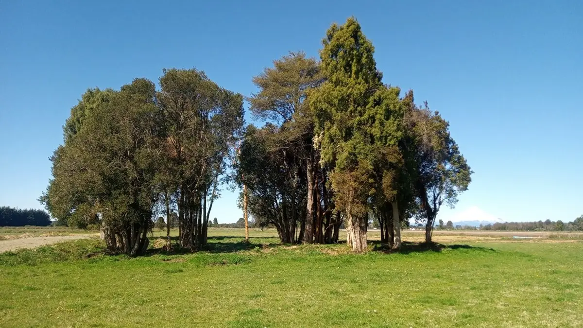 Naturaleza Puerto Octay
